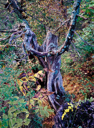 old-tree