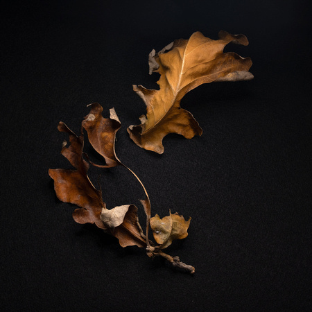 Leaf-Study-5