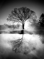 Symmetree