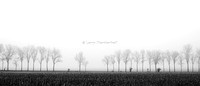 Tree Line