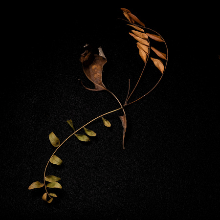 Leaf-Study-2