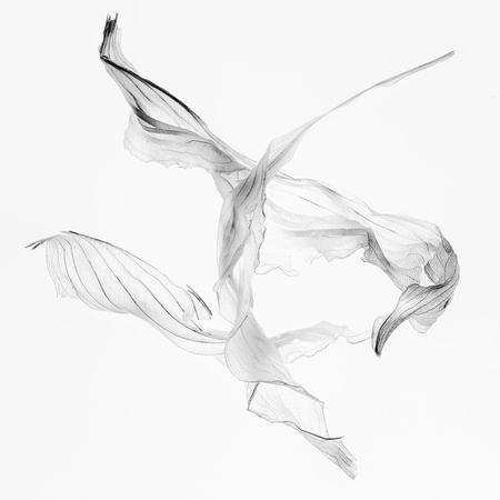 Birds-of-Play